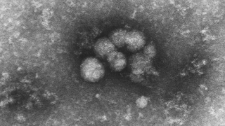 Illustration for article titled Discoverers of Hepatitis C Awarded the 2020 Nobel Prize in Medicine